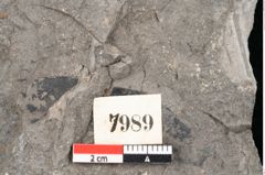 Foto (Detailansicht) von Ficus deschmanni Ettingshausen (NHMW-GEO-2024-0188-7989)